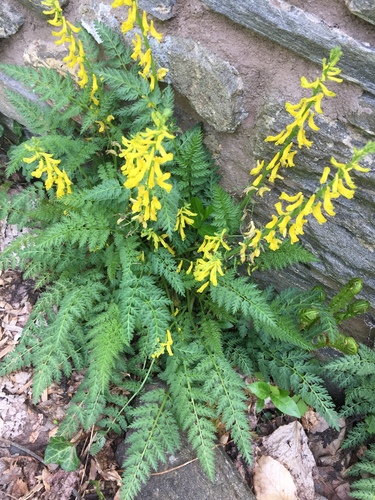 How to identify Corydalis cheilanthifolia Hemsl.