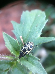 Astylus variegatus