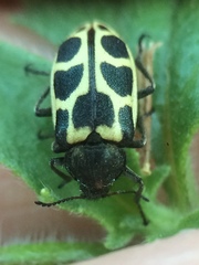 Astylus variegatus