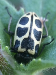 Astylus variegatus
