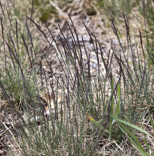 Festuca saximontana