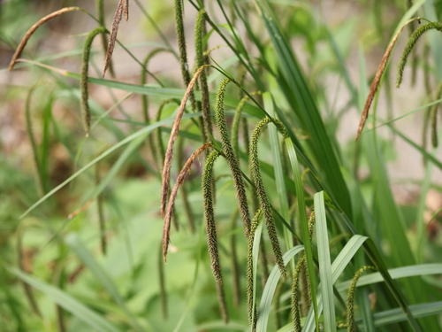 Carex agastachys