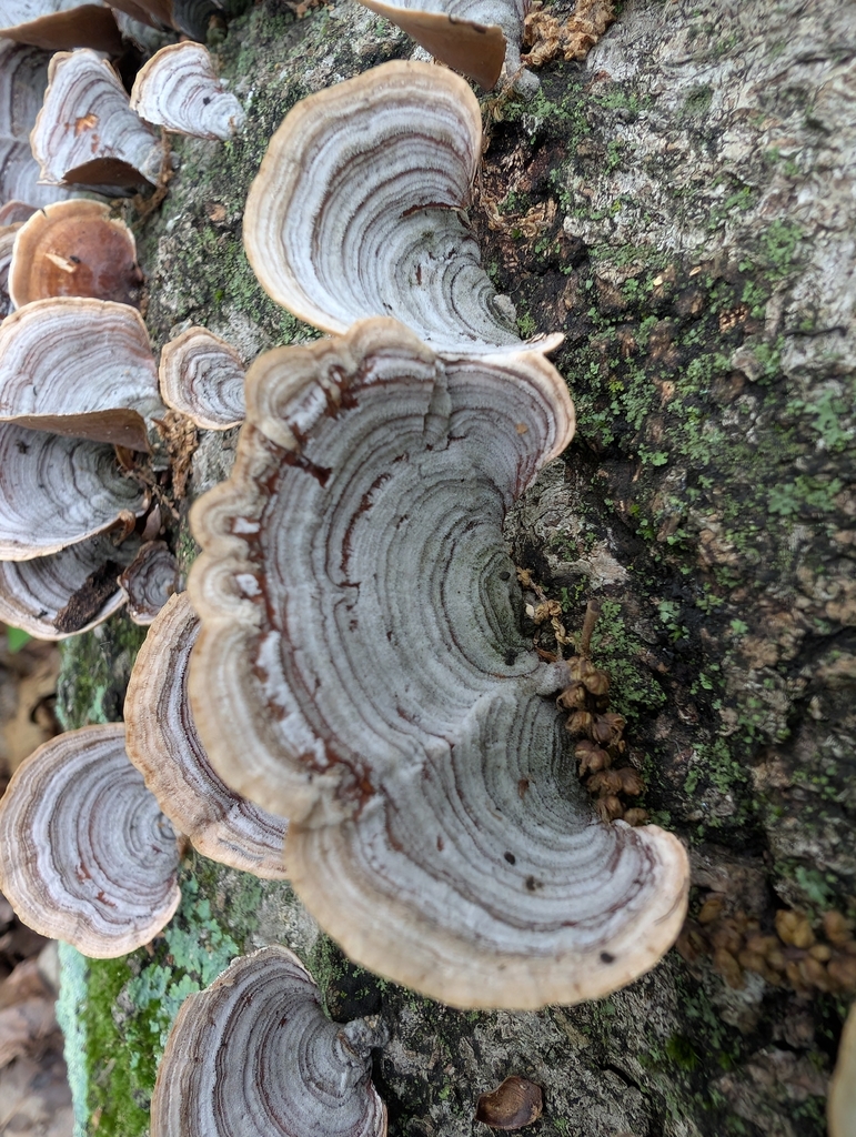 False Turkeytail · May 2026 · photo: Photo: no rights reserved · iNaturalist