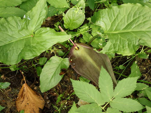 Arum orientale