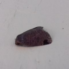 Oglasa