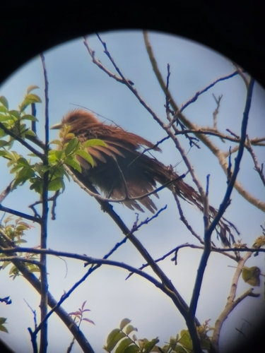 Common Squirrel-Cuckoo