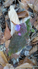 Pulmonaria stiriaca