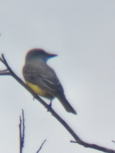 Tropical Kingbird