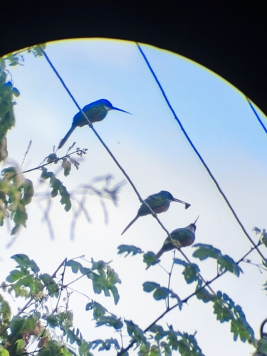 Rufous-tailed Jacamar