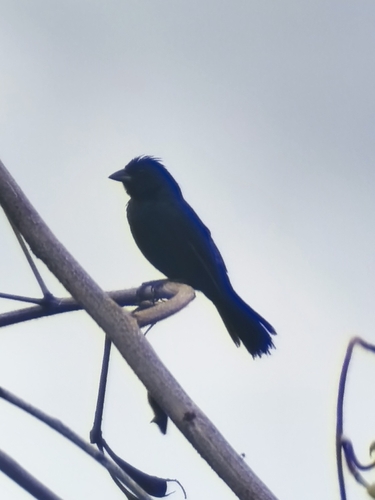 Blue-black Grassquit