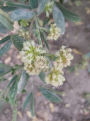 Pithecellobium dulce