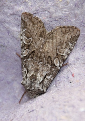 Lasionycta proxima