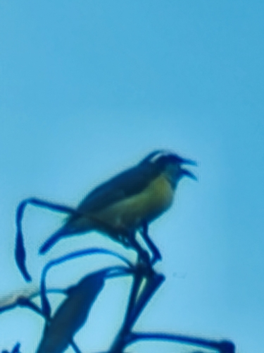 Bananaquit