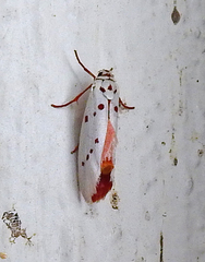Enaemia basistriga