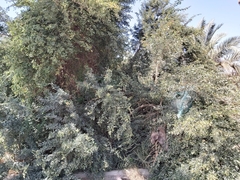 Pithecellobium dulce