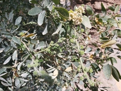 Pithecellobium dulce