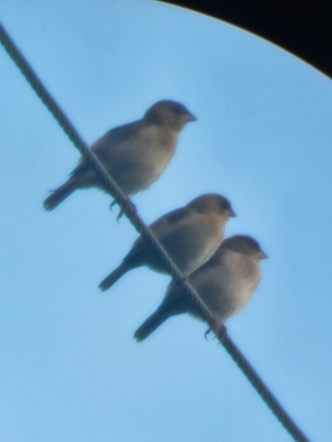 Orange-fronted Yellow-Finch