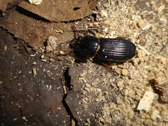 Odontotaenius