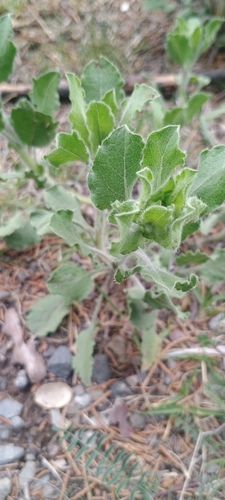 Mexican Arnica