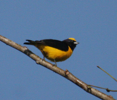 Euphonia trinitatis