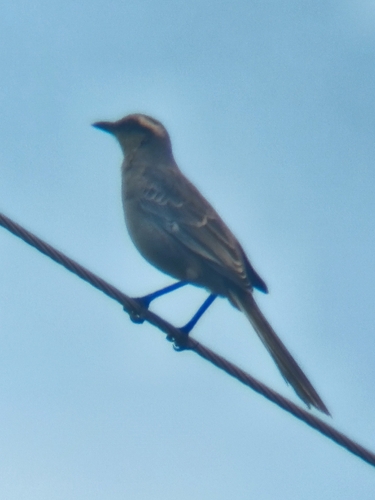 Chalk-browed Mockingbird