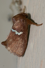 Monoleuca semifascia
