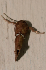 Monoleuca semifascia