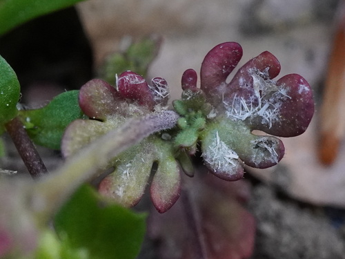 Veronica triphyllos, photograph 2