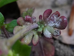 Veronica triphyllos, photograph (c) Patrick Hacker, some rights reserved (CC BY)