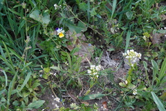 Veronica triphyllos, photograph (c) Patrick Hacker, some rights reserved (CC BY)
