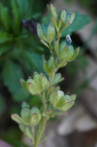 Veronica triphyllos