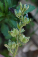 Veronica triphyllos, photograph (c) Patrick Hacker, some rights reserved (CC BY)