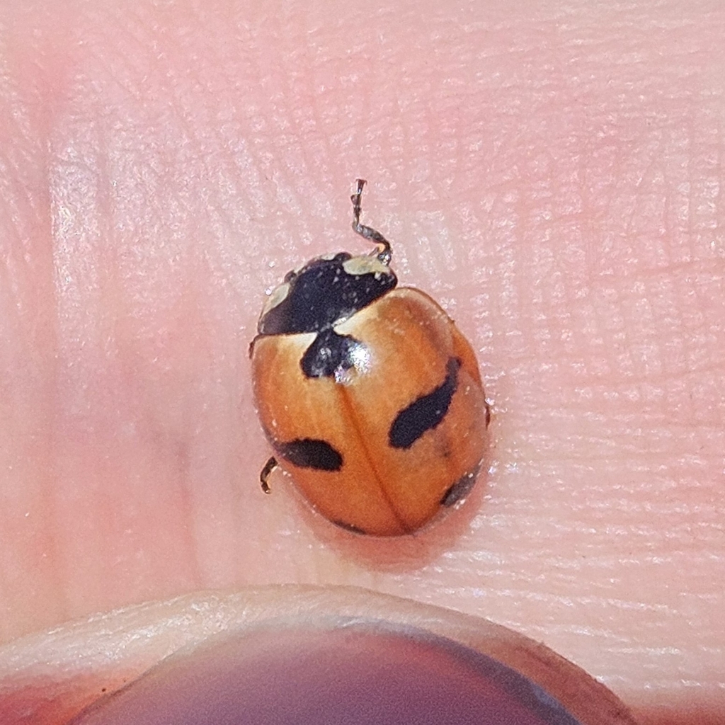 Mountain Lady Beetle