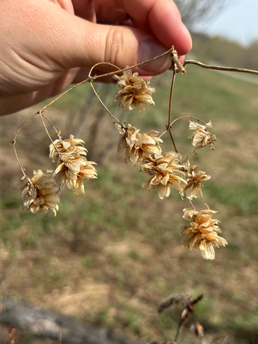 Humulus americanus, photograph 6