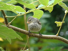 Camarhynchus parvulus