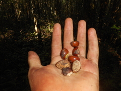 Pouteria campechiana