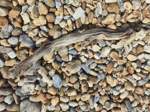 Scyliorhinus canicula