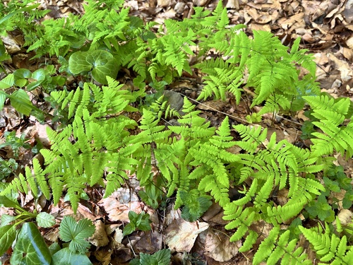 Gymnocarpium dryopteris iNat (1)