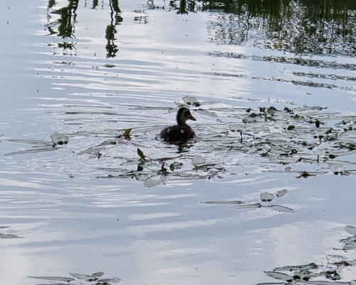 iNaturalist observation photo of Mallard