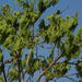 Ledenbergia macrantha - Photo (c) avelinoamixtlan,  זכויות יוצרים חלקיות (CC BY-NC), הועלה על ידי avelinoamixtlan