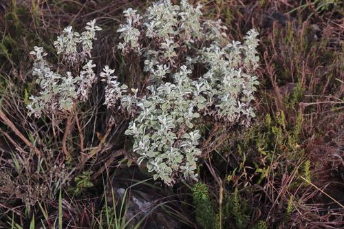 Image of Helichrysum mimetes by (c) Tony Rebelo, some rights reserved (CC BY-SA)