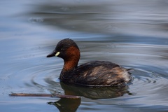 Tachybaptus ruficollis