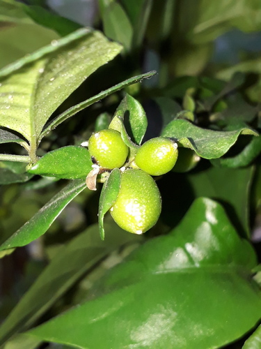 Triphasia trifolia