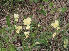 Viola etrusca