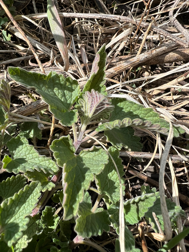 Catnip