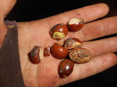 Pouteria campechiana