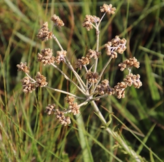 Helichrysum miconiifolium