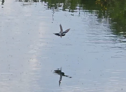 iNaturalist observation photo of Pied Wagtail