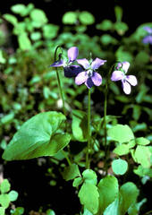 Viola cucullata