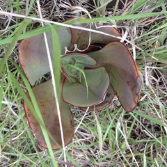 Echeveria rubromarginata
